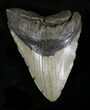 Bargain Megalodon Tooth - North Carolina #25778-1